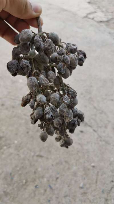 Black Rot of Grape - Vignes