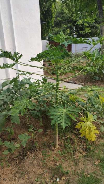 Boron Deficiency - Papaya