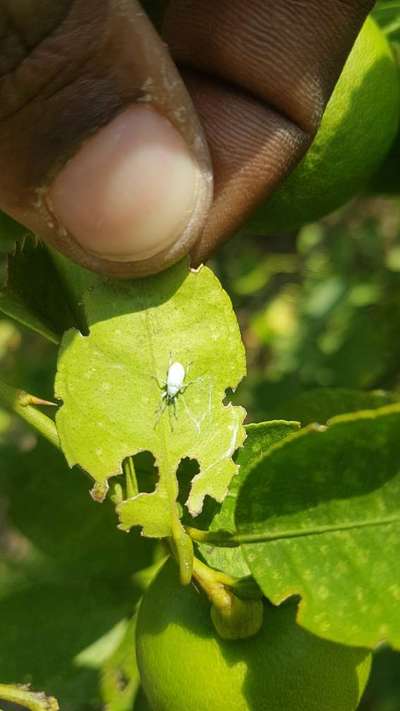 Broad nosed Weevils - Citrus