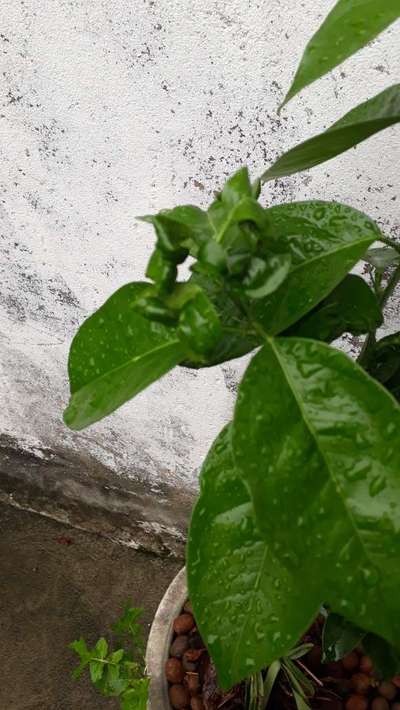 Pulgão Verde dos Citros - Citros