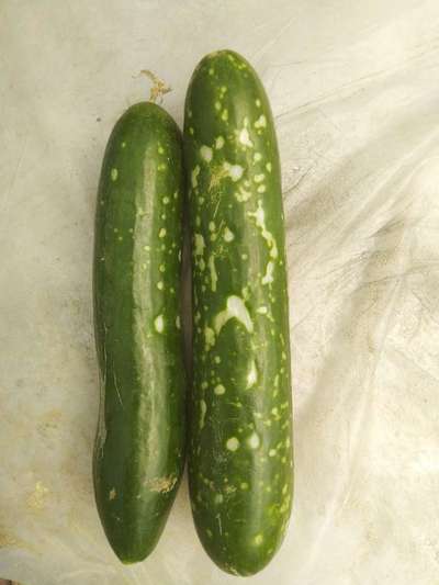 Anthracnose of Cucurbits - Cucumber