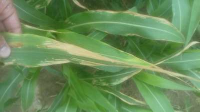 Maize Lethal Necrosis Disease - Sorghum