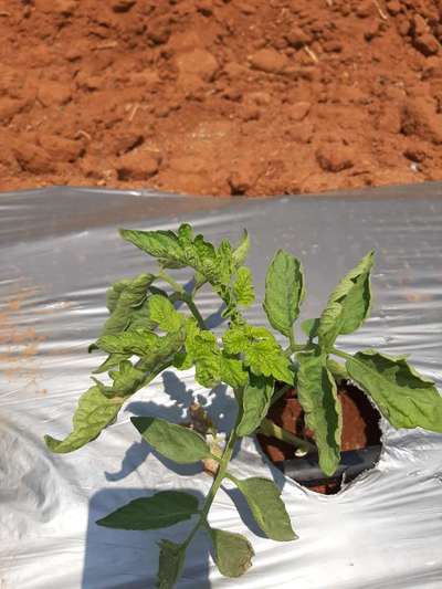 Tomato Yellow Leaf Curl Virus - Tomato