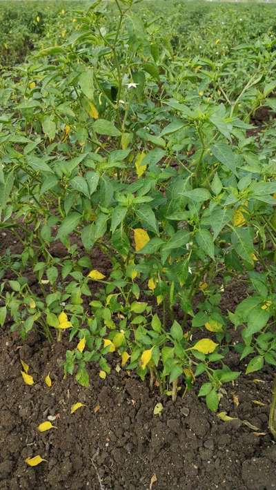 Nitrogen Deficiency - Capsicum & Chilli