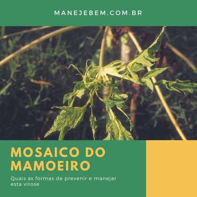 Vírus do Mosaico do Mamoeiro - Mamão