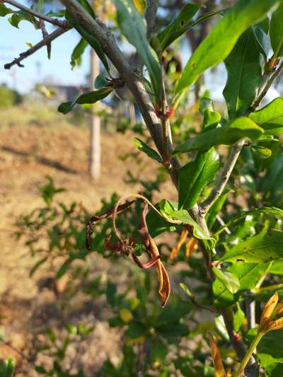 Cercospora Fruit and Leaf Spot - Pomegranate