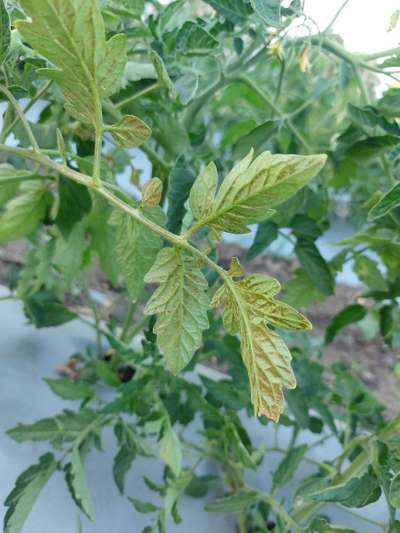 Spider Mites - Tomato