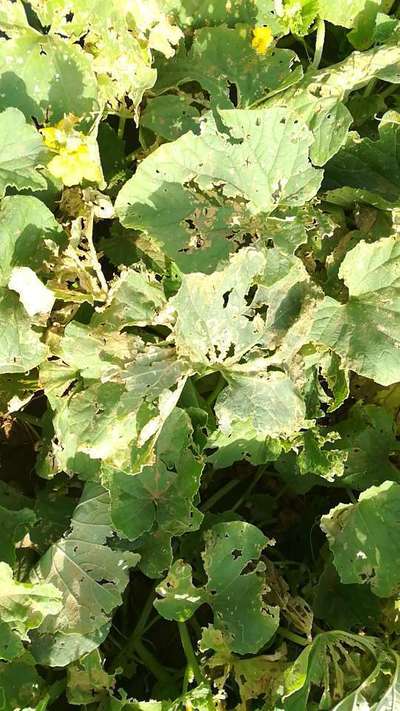 Flea Beetles - Cucumber