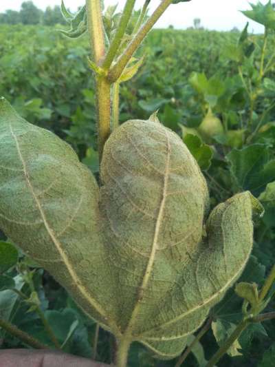 Thrips - Cotton