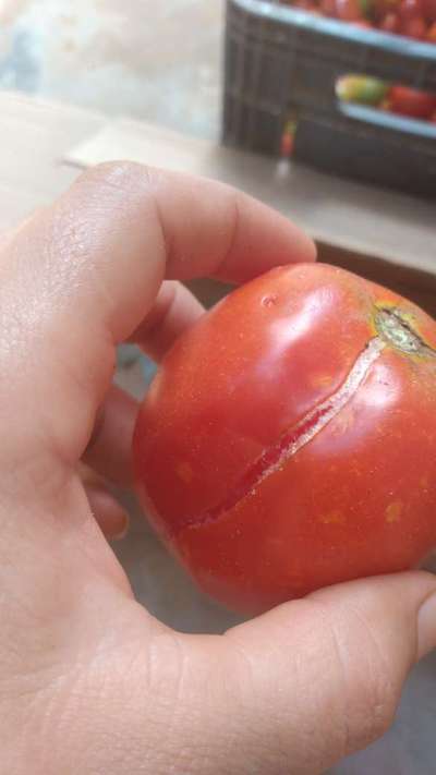 Rachaduras de Crescimento no Tomate - Tomate