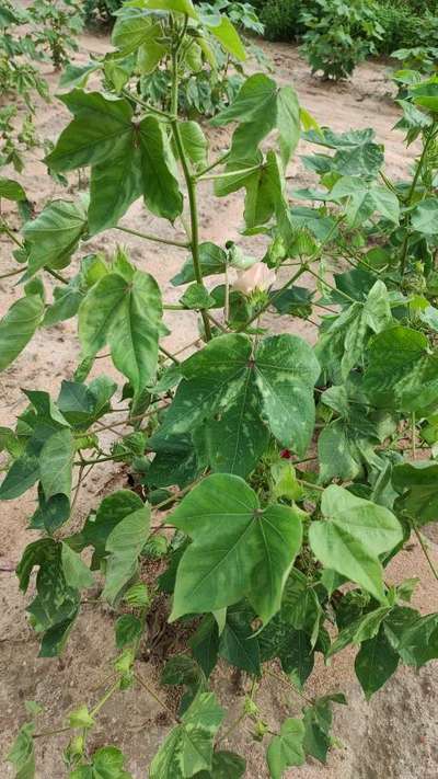 Potassium Deficiency - Cotton