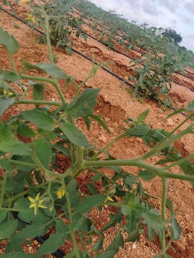 ತಂಬಾಕು ಮೊಗ್ಗಿನ ಹುಳು (ಬಡ್ವರ್ಮ್) - ಟೊಮೆಟೊ