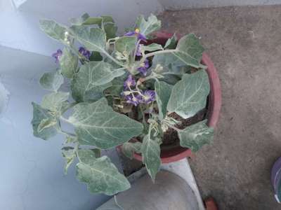 Powdery Mildew - Brinjal