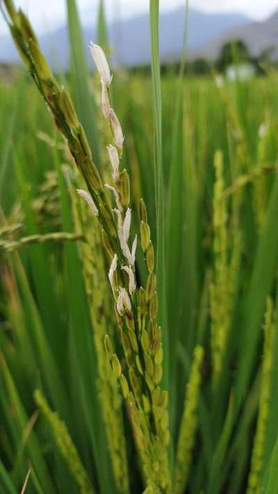 Yellow Stem Borer - Rice