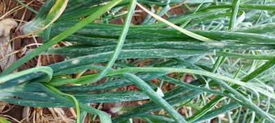 Leaf Miner Flies - Onion