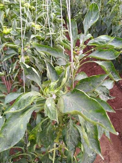 Mealybug - Capsicum & Chilli