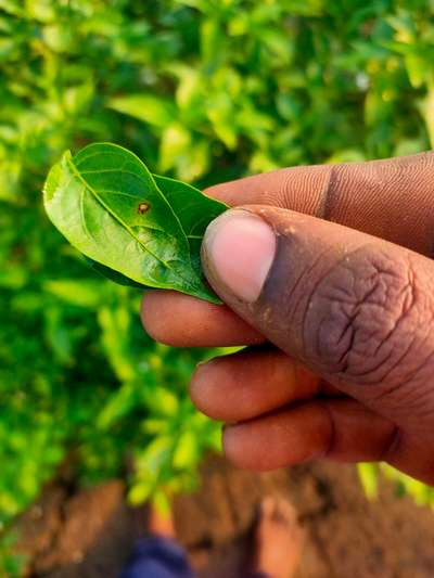 Chilli Cercospora Leaf Spot - Capsicum & Chilli