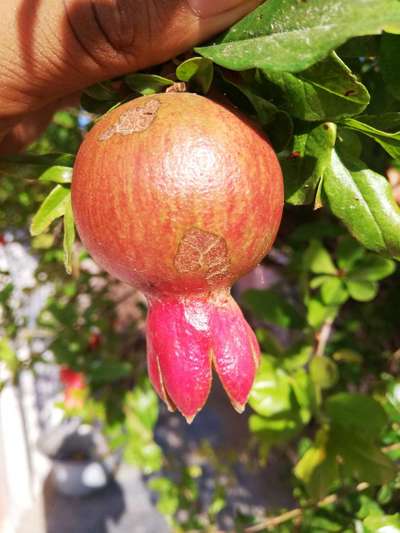 Anthracnose of Pomegranate - Pomegranate