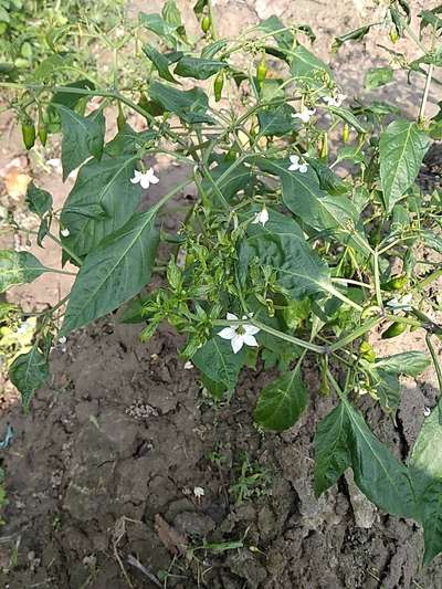 Chilli Thrips - Capsicum & Chilli