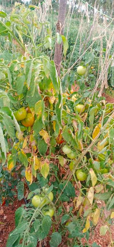 ಎಲೆಕೊರಕ ನುಸಿ - ಟೊಮೆಟೊ