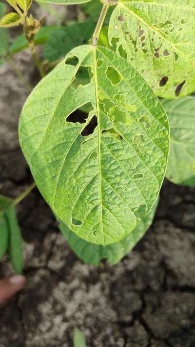 Southern Armyworm - Soybean