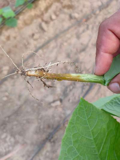 Foot and Collar Rot - Cucumber