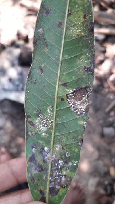 Algal Leaf Spot - Mango