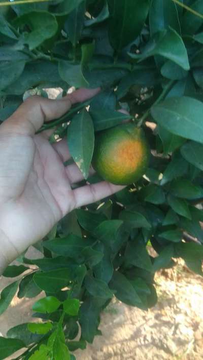 Mediterranean Fruit Fly - Citrus