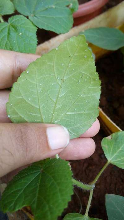 Whiteflies - Okra