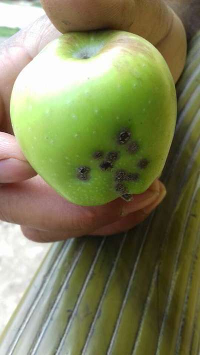 Apple Scab - Apple