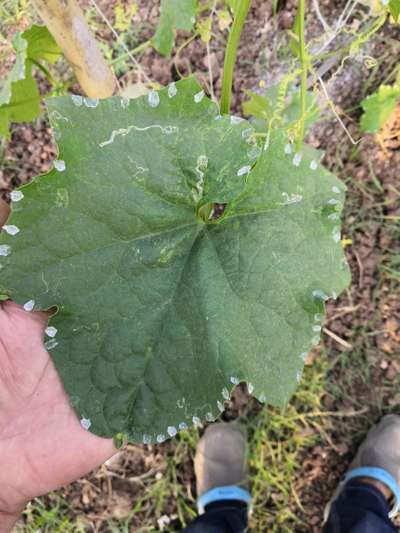 Slugs and Snails - Cucumber