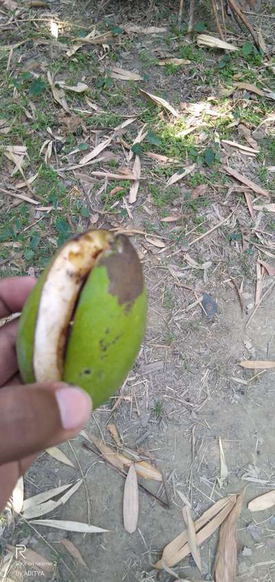 Mango Seed Borer - Citrus