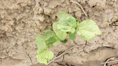 Leaf Miner Flies - Cotton