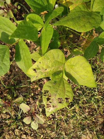 Flea Beetles - Bean