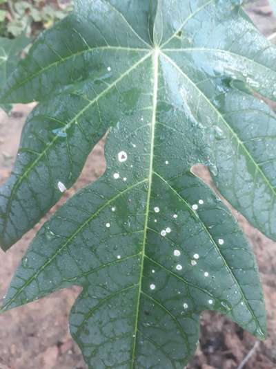 পেঁপের কালো দাগ রোগ - পেঁপে