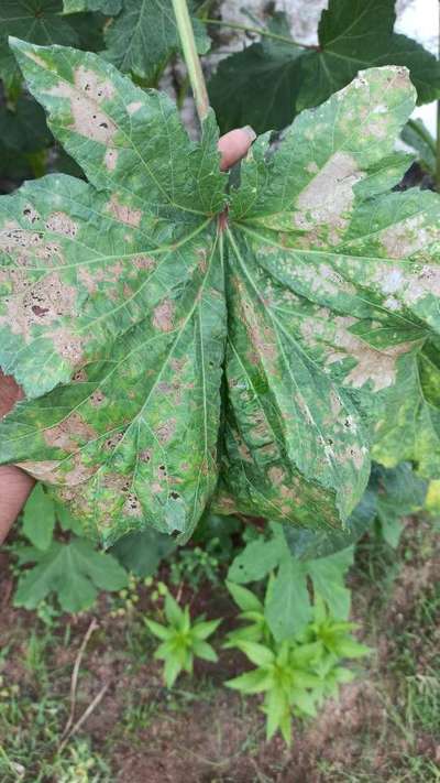 Flea Beetles - Okra