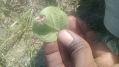 Potato Late Blight - Potato