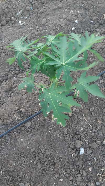 Potassium Deficiency - Papaya