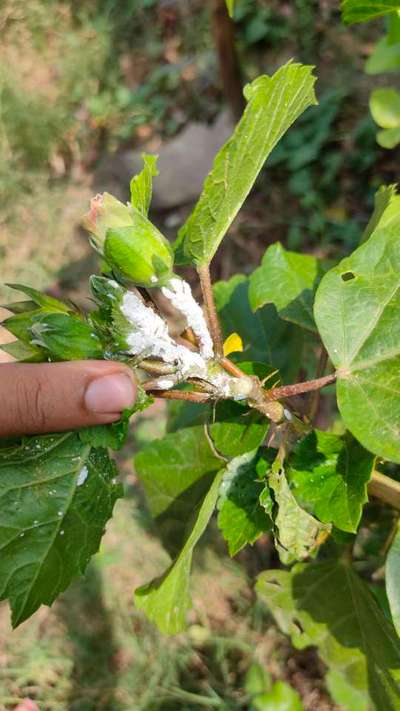 ছাতরা পোকা - তুলা