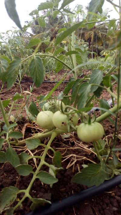 ಹೆಲಿಕೋವರ್ಪಾ ಕ್ಯಾಟರ್ ಪಿಲ್ಲರ್ - ಟೊಮೆಟೊ