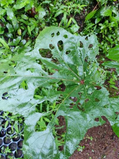 Tobacco Caterpillar - Okra