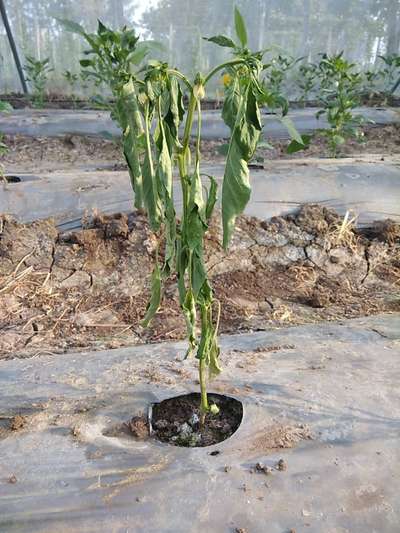 Stem Rot - Capsicum & Chilli