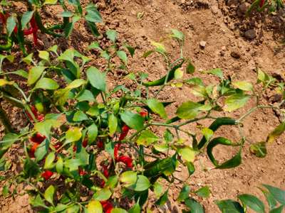 Potassium Deficiency - Capsicum & Chilli