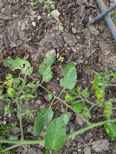 Flea Beetles - Tomato