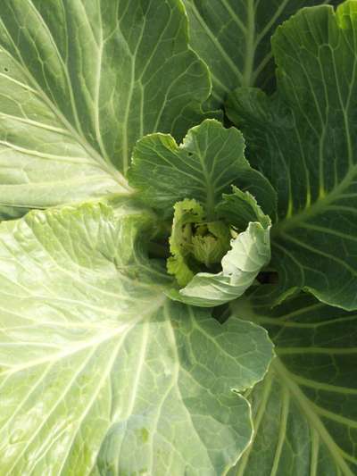 Cabbage White Butterfly - Cabbage