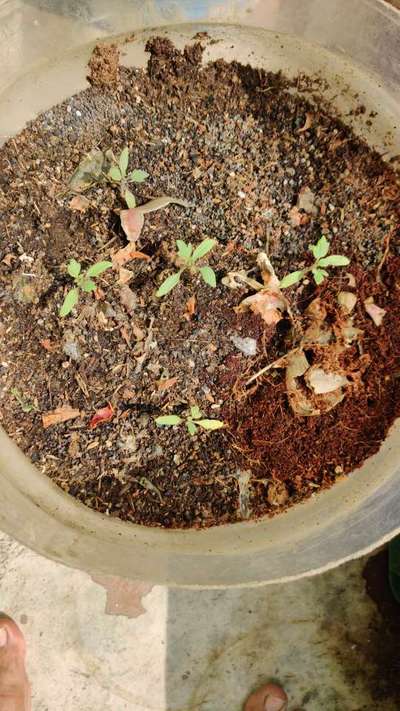 Damping-Off of Seedlings - Tomato