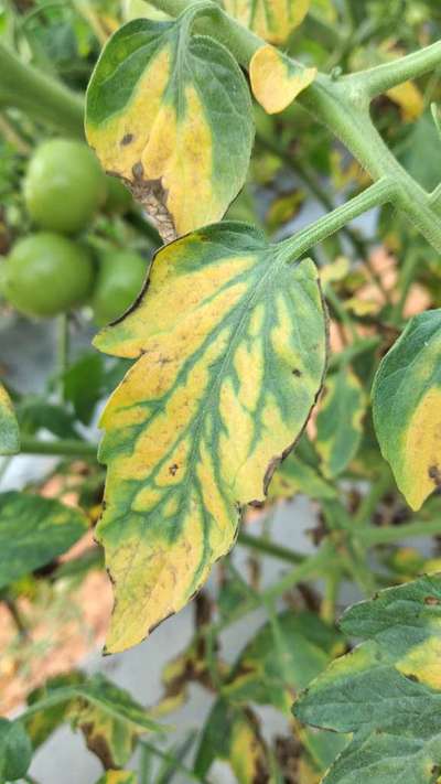 magnesium deficiency in tomato plants