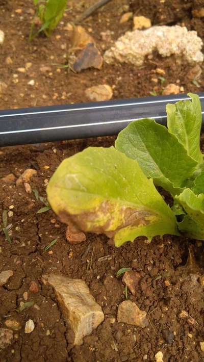 Downy Mildew - Lettuce