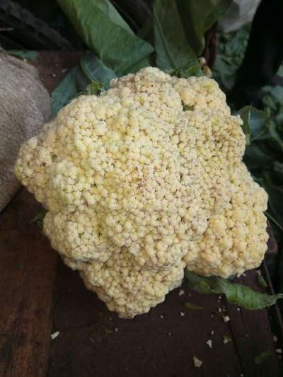 Boron Deficiency - Cauliflower