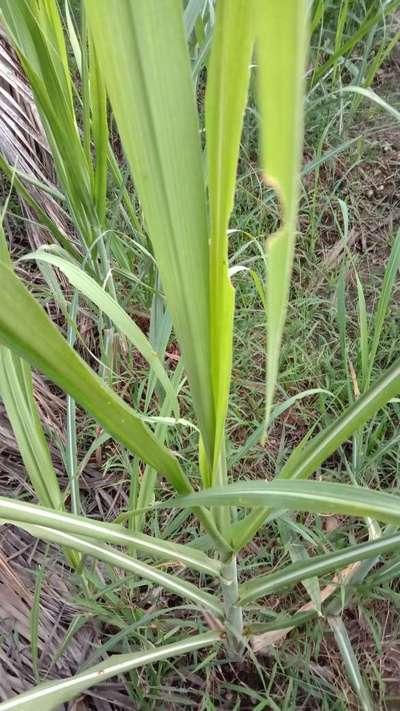 ಫಾಲ್ ಸೈನಿಕ ಹುಳು (ಫಾಲ್ ಆರ್ಮಿ ವರ್ಮ್) - ಕಬ್ಬು